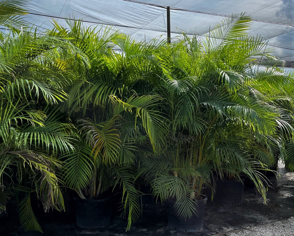 Areca palm 25 gallon