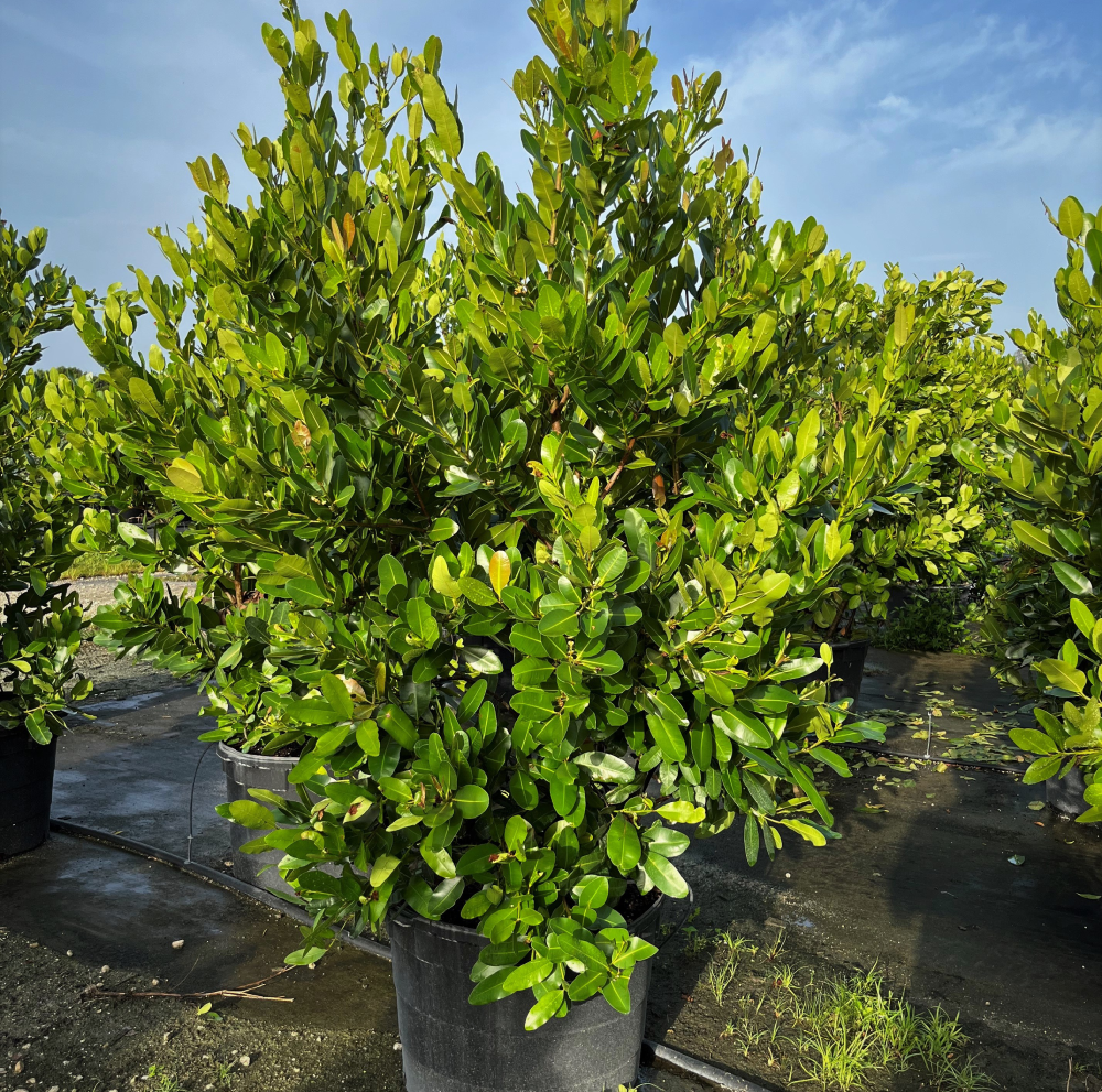 Calophyllum bush 25 gallon