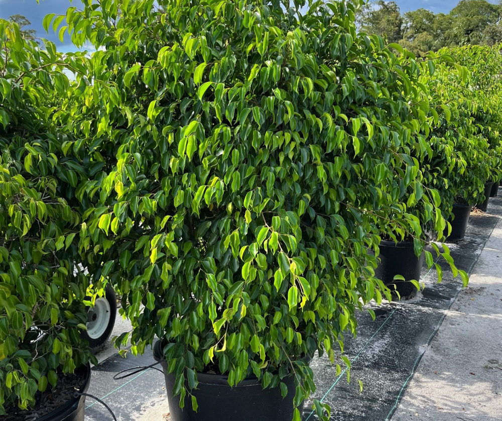 Ficus benjamina 25 gallon