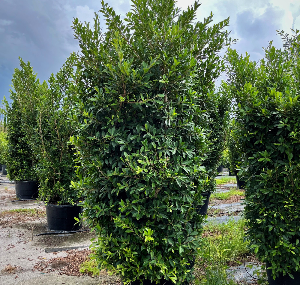 Ficus nitida 45 gallon