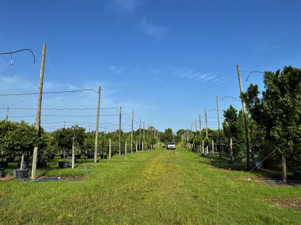 A landscape with bushes and trees