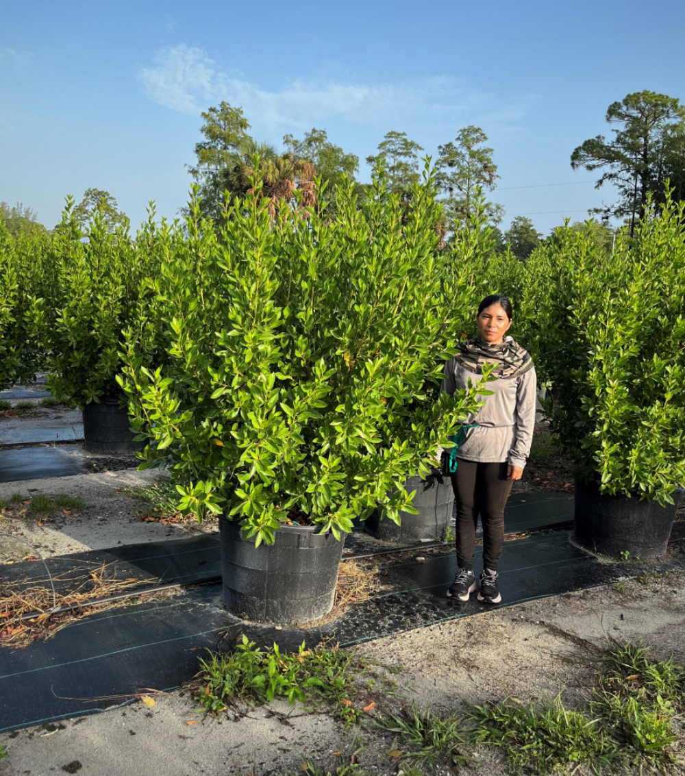 Green buttonwood 25 gallon