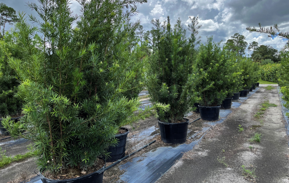 Podocarpus 45 gallon (1)