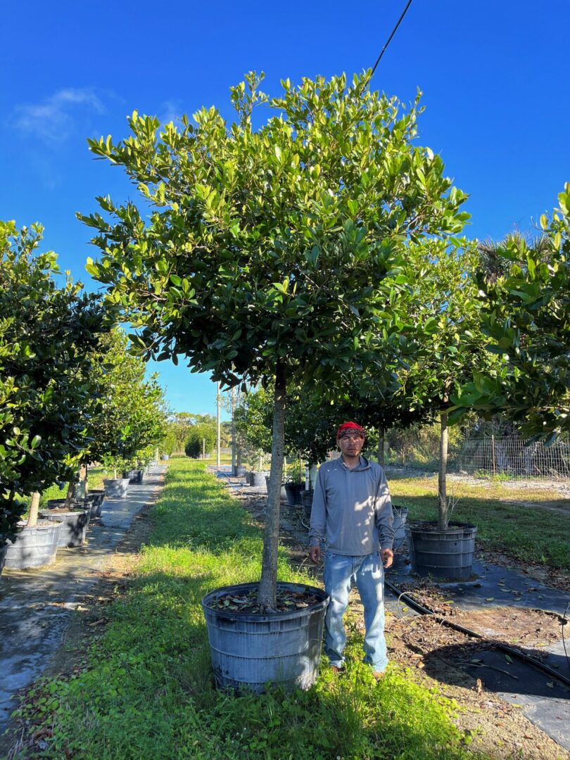 45gal calophyllum tree