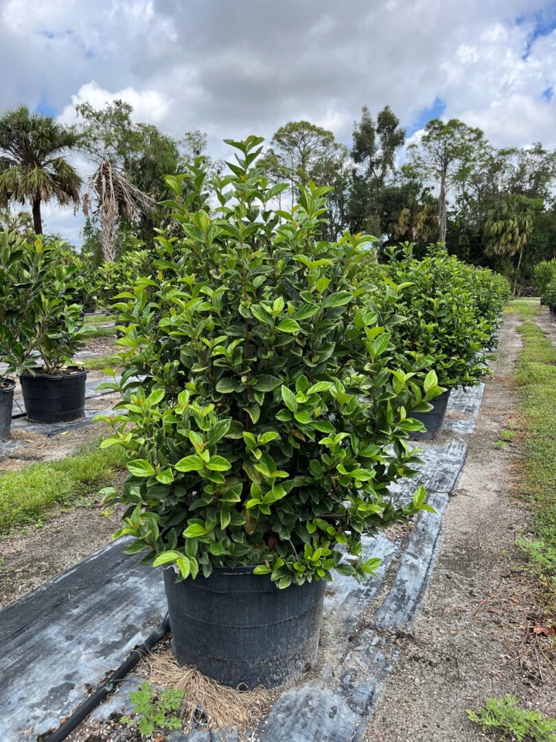 Viburnum Suspensum